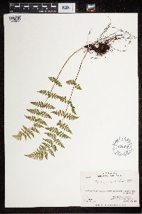 Cystopteris fragilis image