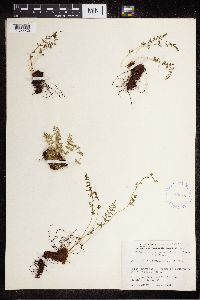 Cystopteris fragilis image