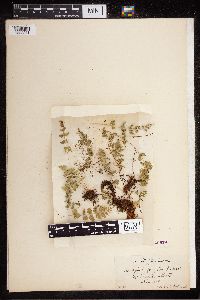 Cystopteris fragilis image