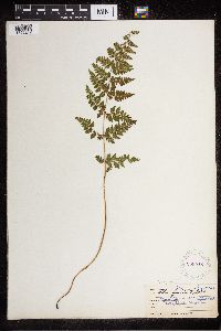 Cystopteris fragilis image