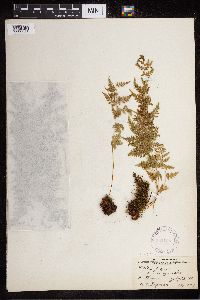 Cystopteris fragilis image