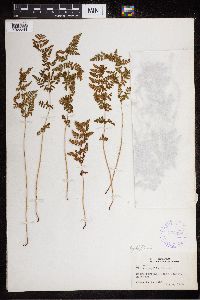 Cystopteris fragilis image