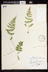 Cystopteris fragilis image