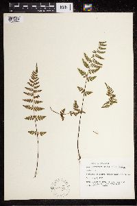 Cystopteris fragilis image