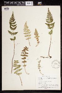 Cystopteris fragilis image