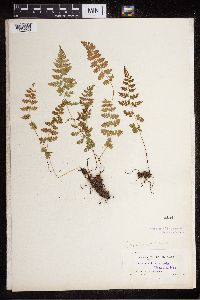 Cystopteris fragilis image