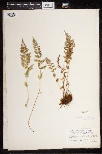 Cystopteris fragilis image