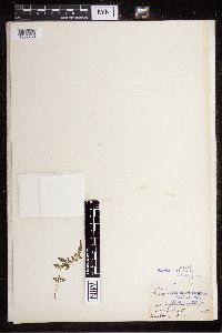 Cystopteris fragilis image