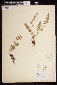 Cystopteris fragilis image