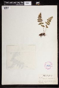 Cystopteris fragilis image