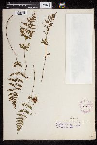 Cystopteris fragilis image