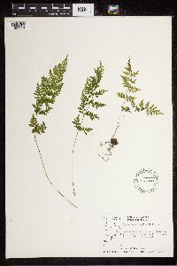 Cystopteris fragilis image
