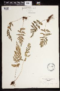 Cystopteris fragilis image