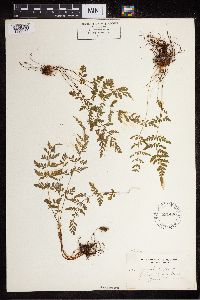 Cystopteris fragilis image