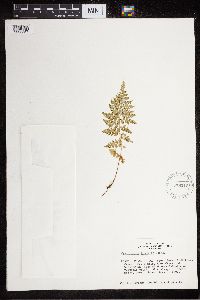 Cystopteris fragilis image