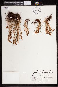 Cystopteris fragilis image