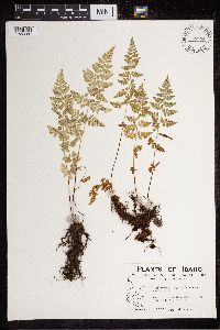 Cystopteris fragilis image