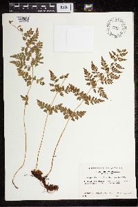 Cystopteris fragilis image