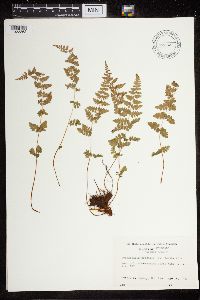 Cystopteris fragilis image