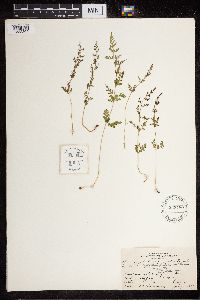 Cystopteris fragilis image