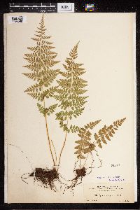 Cystopteris fragilis image