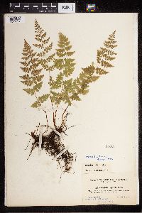 Cystopteris fragilis image