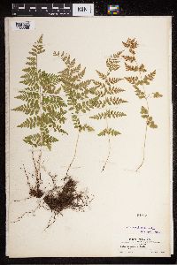 Cystopteris fragilis image