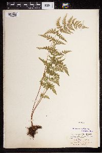 Cystopteris fragilis image