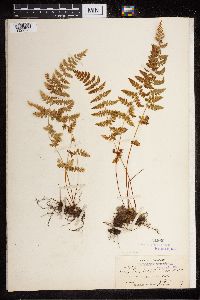 Cystopteris fragilis image