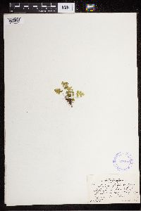 Cystopteris fragilis image