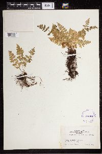 Cystopteris fragilis image