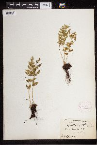 Cystopteris fragilis image