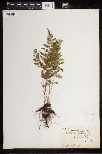 Cystopteris fragilis image