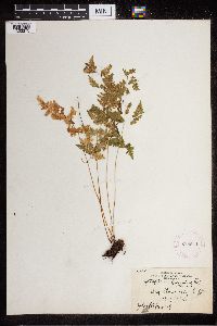 Cystopteris fragilis image