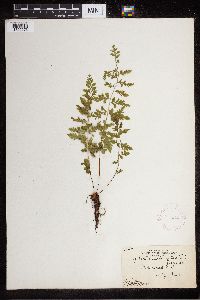 Cystopteris fragilis image