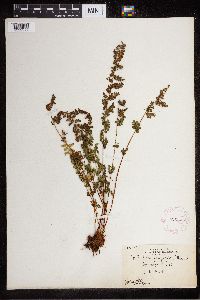 Cystopteris fragilis image