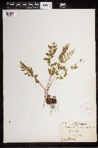 Cystopteris fragilis image