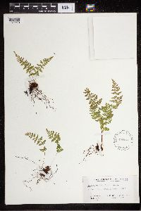 Cystopteris fragilis image