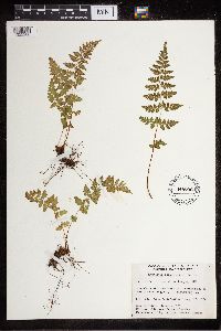 Cystopteris fragilis image