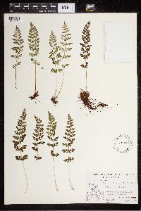 Cystopteris fragilis image