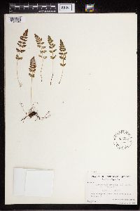 Cystopteris fragilis image