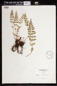 Cystopteris fragilis image