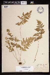 Cystopteris fragilis image
