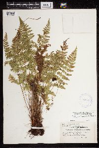 Cystopteris laurentiana image