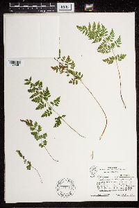 Cystopteris protrusa image