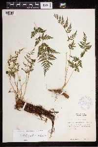 Cystopteris protrusa image