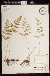 Cystopteris protrusa image