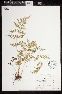 Cystopteris protrusa image