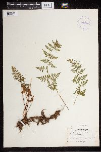 Cystopteris protrusa image