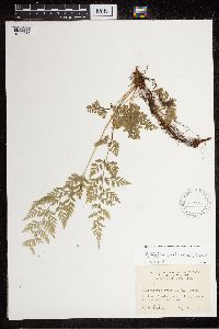 Cystopteris protrusa image